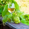 Hefe Enovini® OK WHITE – den Säuregehalt senkend, 7 g - 9 ['Hefe für Äpfel', ' Hefe für weiße Weintrauben', ' Wein aus Äpfeln', ' Wein aus weißen Weintrauben', ' den Säuregehalt senkende Hefe', ' Hefe für Weißwein', ' Trockenhefe', ' hausemachter Wein']