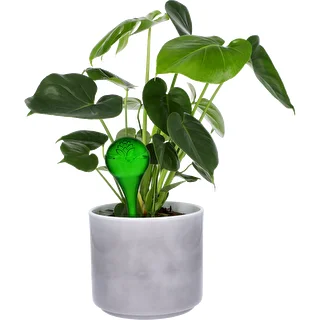 Bewässerungskugeln für Pflanzen, grün transparent, 400 ml, 2 Stück – photo 4
