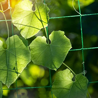 Netz für Kletterpflanzen, 1,8 x 2,7 m – photo 6