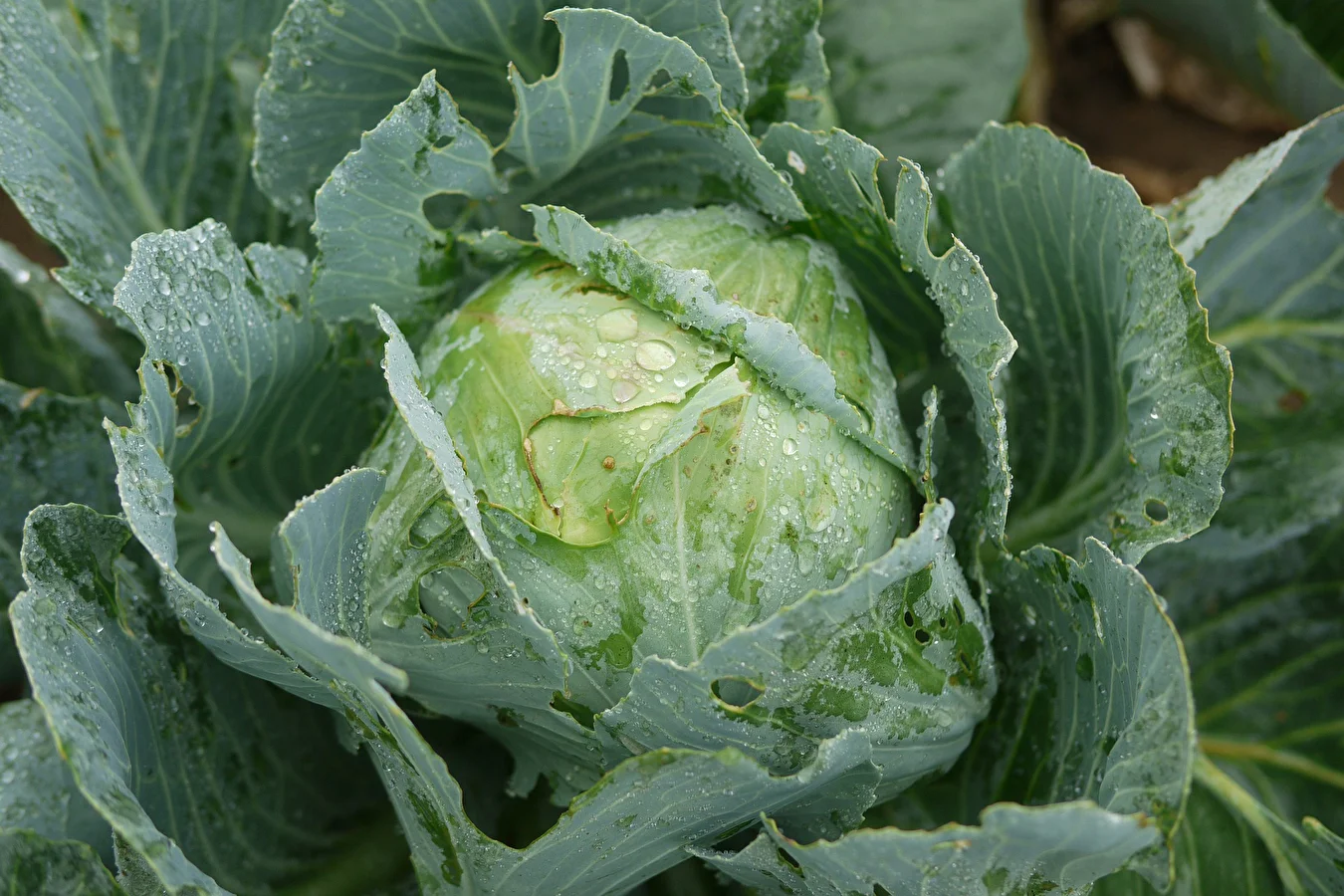 Sauerkraut nach dem Rezept von Frau Sylwia