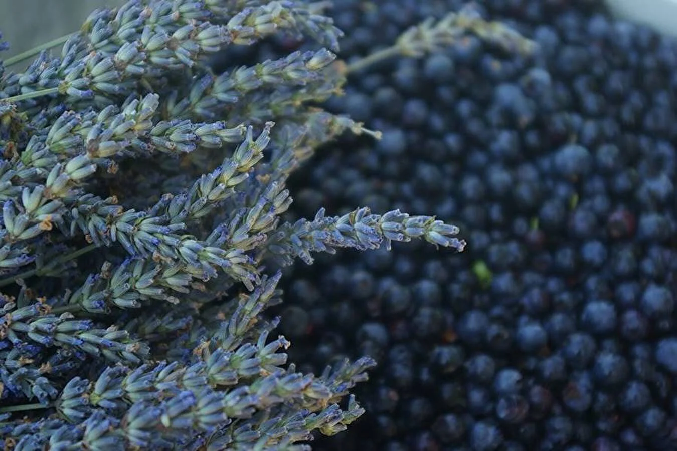 Hausgemachter Lavendel-Heidelbeerwein