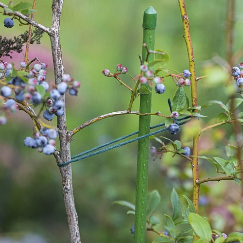 Baumwollschnur grün 55 m / 100 g - 8 ['Schnur aus Baumwolle', ' Baumwollschnur', ' Schnur für zarte Pflanzen', ' natürliche Schnur', ' Öko-Schnur', ' Schnur für Makramees', ' Bindeschnur', ' Schnur fürs Basteln', ' Schur fürs Aufspannen', ' grüne Schnur', ' Schnur grün']