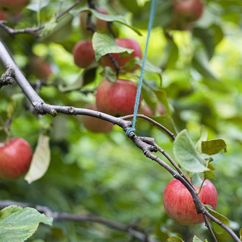 Baumwollschnur grün 55 m / 100 g - 11 ['Schnur aus Baumwolle', ' Baumwollschnur', ' Schnur für zarte Pflanzen', ' natürliche Schnur', ' Öko-Schnur', ' Schnur für Makramees', ' Bindeschnur', ' Schnur fürs Basteln', ' Schur fürs Aufspannen', ' grüne Schnur', ' Schnur grün']