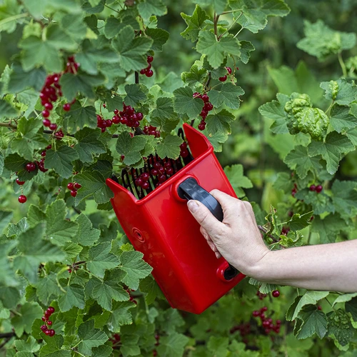 Beerenpflücker - 6 ['Beerenpflücker', ' Obstkamm', ' Pflückmaschine', ' Obstpflücken', ' Beeren pflücken', ' Beerensaison']