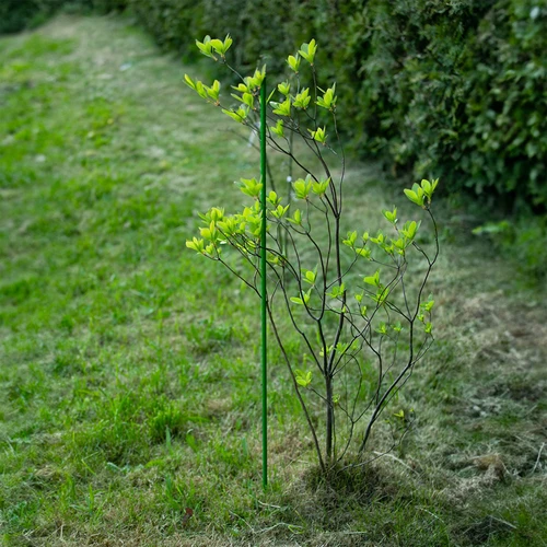 Beschichtete Stahlstange PE 0,6 m x 8 mm - 6 ['Gartenstange', ' Stange für Pflanzen', ' Stütze für Pflanzen', ' Stütze für Rankenpflanzen', ' Stützen für Rankenblumen', ' Metallstützen für Blumen', ' beschichtete Stützen für Blumen', ' beschichtete Metallstützen', ' Pflanzenstütze beschichtet']