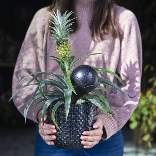 Bewässerungskugel für Pflanzen, mattschwarz mit Keramikfuß, 400 ml - 11 ['Bewässerungskugeln', ' Wasserspender für die Bewässerung von Blumen', ' für das Gießen von Blumen', ' Bewässerung von Blumen', ' Bewässerung von Pflanzen', ' Bewässerer für Blumentöpfe', ' für Topfblumen', ' Bewässerungssystem', ' Bewässerungskugel', ' Wasserspender für Blumentöpfe', ' Kugeln für Pflanzen', ' Wasserspender für Pflanzen', ' Gießen von Pflanzen', ' Bewässerungskugeln schwarz', ' Bewässerungskugeln mit Keramikfuß', ' Keramikfuß', ' Bewässerungskugeln bunt', ' Bewässerungskugeln mit Tonfuß', ' von oben befüllte Bewässerungskugeln', ' von oben befülle Wasserspender', ' Loft-Design']