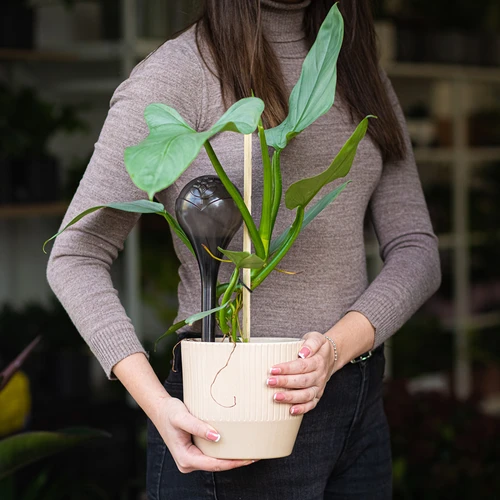 Bewässerungskugeln für Pflanzen, schwarz, transparent, 400 ml, 2 St. - 12 ['Bewässerungskugeln', ' Dosierer für die Bewässerung von Blumen', ' zum Gießen von Blumen', ' Feuchtigkeitsspender für Blumen', ' Bewässerung von Blumen', ' Bewässerung von Pflanzen', ' Bewässerer für Blumentöpfe', ' für Topfpflanzen', ' Bewässerungssystem', ' Bewässerungskugel', ' Wasserdosierer für Blumentöpfe', ' Kugeln für Pflanzen', ' Dosierer für Pflanzen', ' Gießen von Pflanzen', ' Bewässerungskugeln schwarz', ' Loftdesign', ' Bewässerungskugeln transparent']