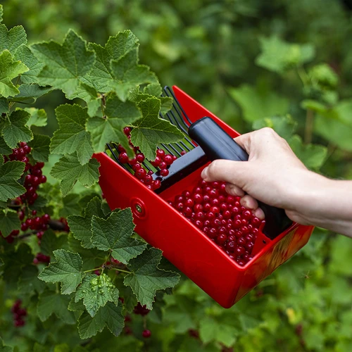 Gerät zum Pflücken von kleinen Früchten, Metall. Zähne - 7 ['Gerät zum Pflücken Heidelbeeren', ' Obstkamm', ' Gerät zum Pflücken', ' Gerät zum Pflücken von Johannisbeeren', ' Obstpflücken', ' Beeren pflücken', ' Beerensaison']