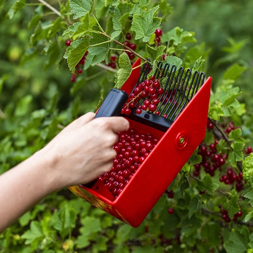 Gerät zum Pflücken von kleinen Früchten, Metall. Zähne - 8 ['Gerät zum Pflücken Heidelbeeren', ' Obstkamm', ' Gerät zum Pflücken', ' Gerät zum Pflücken von Johannisbeeren', ' Obstpflücken', ' Beeren pflücken', ' Beerensaison']