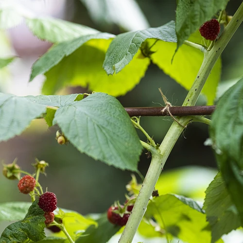 Juteschnur 1,5 mm / 100 m / 100 g - 9 ['Schnur aus Jute', ' Juteschnur', ' Schnur für Tomaten', ' Schnur für Gurken', ' natürliche Schnur', ' Ökoschnur', ' Schnur für Makramee', ' Bindschnur', ' Schnur zum Basteln']