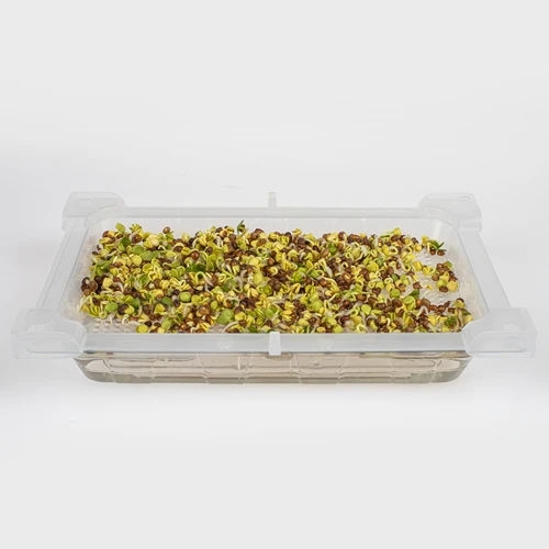 Keimgerät Grünes Schöpfchen + Radieschensamen - 9 ['keimglas für sprossen', ' sprossen keimglas', ' sprossen ziehen', ' sprouting kit', ' keimglas für sprossen keimlinge', ' keimgerät für sprossen', ' keimgläser für sprossenzucht', ' brokkoli sprossen', ' sprossen keimgerätm', ' keimsprossenbox', ' keimgerät']