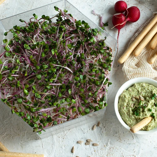 Sauberes Früchtchen - das Keimgerät + Radieschensamen - 12 ['gesunde Sprossen', ' Sprossen zu Hause angebaut', ' Sprossen veganes Produkt', ' Sprossen zu Hause wachsen', ' Rettichsprossen', ' Sprossen wachsen', ' Rettichsamen', ' Samen Sprouter Kit']