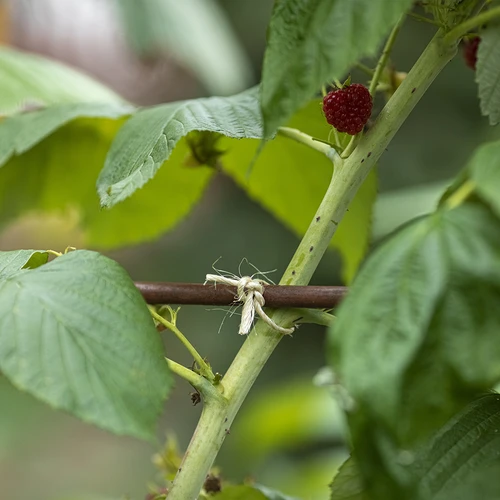 Sisalschnur 1,8 mm / 45 m / 100 g - 9 ['Schnur aus Sisal', ' Sisalschnur', ' Schnur für Tomaten', ' Schnur für Gurken', ' natürliche Schnur', ' Ökoschnur', ' Schnur für Makramee', ' Bindschnur', ' Schnur zum Basteln']