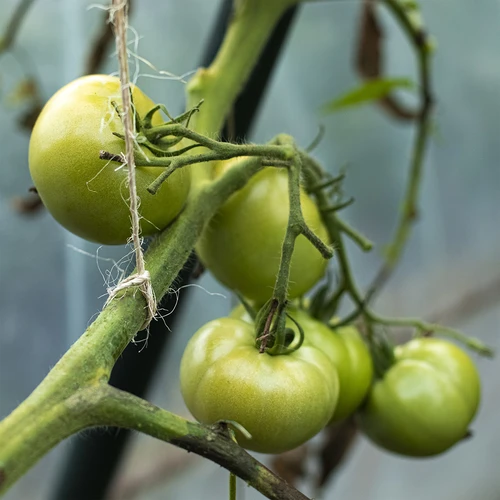 Sisalschnur 1,8 mm / 45 m / 100 g - 10 ['Schnur aus Sisal', ' Sisalschnur', ' Schnur für Tomaten', ' Schnur für Gurken', ' natürliche Schnur', ' Ökoschnur', ' Schnur für Makramee', ' Bindschnur', ' Schnur zum Basteln']