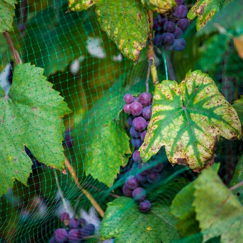 Vogelnetz 8 x 10 m - 3 ['Schutz vor Vögeln', ' Netz gegen Vögel', ' Schutz von Obstbäumen', ' Schutz von Sträuchern', ' Lösungen für den Garten', ' Vögel im Garten', ' Schutz von Pflanzen', ' Schutz von Anbauflächen', ' Schutznetz', ' Schutz von Pflanzen vor Vögeln', ' Tarnnetze', ' Netze für Bäume', ' Netze gegen Vögel', ' Netze gegen Vögel für den Balkon', ' Netze für den Balkon', ' Netze für die Terrasse']